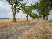 a dirt road is running between some trees in the grass in a field near the water