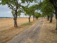 a dirt road is running between some trees in the grass in a field near the water