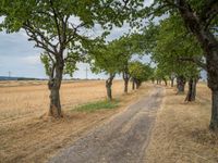 a dirt road is running between some trees in the grass in a field near the water