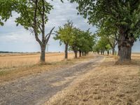 a dirt road is running between some trees in the grass in a field near the water