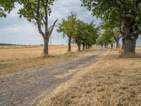 a dirt road is running between some trees in the grass in a field near the water