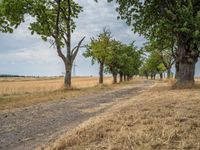 a dirt road is running between some trees in the grass in a field near the water