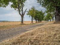 a dirt road is running between some trees in the grass in a field near the water