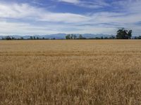 field of dry wheat with mountains in the background in an open space with mountains on the horizon