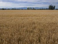 field of dry wheat with mountains in the background in an open space with mountains on the horizon