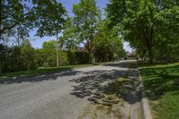 Rural Landscape: An Idyllic Forest with Towering Trees