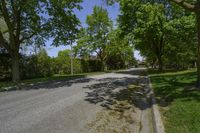 Rural Landscape: An Idyllic Forest with Towering Trees