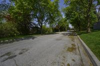 Rural Landscape: An Idyllic Forest with Towering Trees