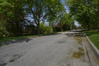 Rural Landscape: An Idyllic Forest with Towering Trees