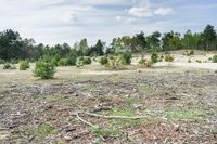 a burnt out field of a wooded area with trees in the distance and litter strewn all around