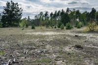 a burnt out field of a wooded area with trees in the distance and litter strewn all around