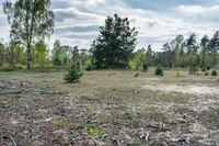 a burnt out field of a wooded area with trees in the distance and litter strewn all around