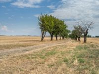 a dirt road is running between some trees in the grass in a field near the water