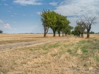 a dirt road is running between some trees in the grass in a field near the water