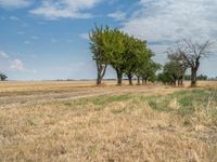 a dirt road is running between some trees in the grass in a field near the water