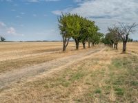 a dirt road is running between some trees in the grass in a field near the water