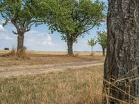 a dirt road is running between some trees in the grass in a field near the water