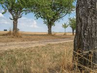 a dirt road is running between some trees in the grass in a field near the water