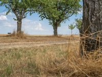 a dirt road is running between some trees in the grass in a field near the water