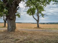 a dirt road is running between some trees in the grass in a field near the water