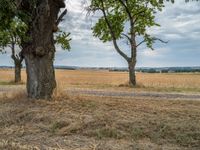 a dirt road is running between some trees in the grass in a field near the water