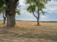 a dirt road is running between some trees in the grass in a field near the water