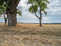 a dirt road is running between some trees in the grass in a field near the water