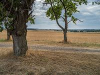 a dirt road is running between some trees in the grass in a field near the water