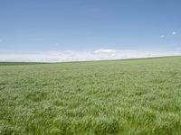 a grassy field with a single cow walking in it, in the middle of a cloudy blue sky