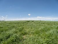 Rural Landscape in Germany: Fields and Windmills