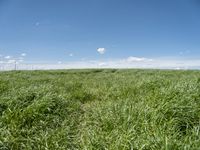 Rural Landscape in Germany: Fields and Windmills