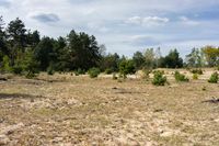 Rural Landscape in Germany: Forest Off-Road Adventure