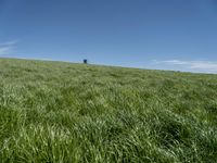 Rural Landscape in Germany: A Grassy Field