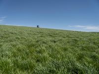 Rural Landscape in Germany: A Grassy Field