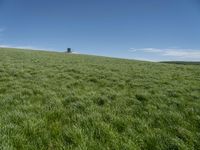 Rural Landscape in Germany: A Grassy Field