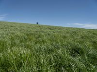 Rural Landscape in Germany: A Grassy Field