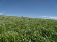 Rural Landscape in Germany: A Grassy Field