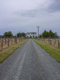 a large white house on a cloudy day in a vineyard country side area near a road lined by fenced vines and plants