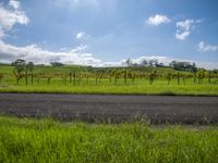 a grassy area is shown with vineyards and green trees and blue sky in the background