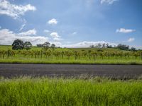 a grassy area is shown with vineyards and green trees and blue sky in the background