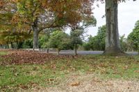 the leaves are scattered on the ground beside trees, while a sidewalk passes by along the side of the road