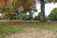 the leaves are scattered on the ground beside trees, while a sidewalk passes by along the side of the road