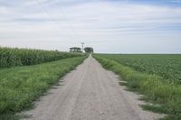 an empty dirt road near corn fields and a telephone tower in the distance, in a rural landscape