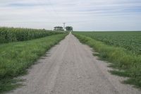 an empty dirt road near corn fields and a telephone tower in the distance, in a rural landscape