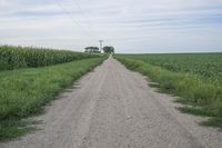 an empty dirt road near corn fields and a telephone tower in the distance, in a rural landscape