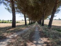 rows of trees line a dirt path beside fields with pine trees on one side and grassy field with rolling hills in the background