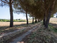 rows of trees line a dirt path beside fields with pine trees on one side and grassy field with rolling hills in the background