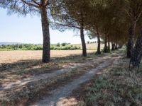 rows of trees line a dirt path beside fields with pine trees on one side and grassy field with rolling hills in the background