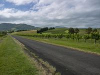 Rural Landscape: Lush Green Field