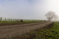 a dirt road running through a foggy field with a single tree and fence on the side